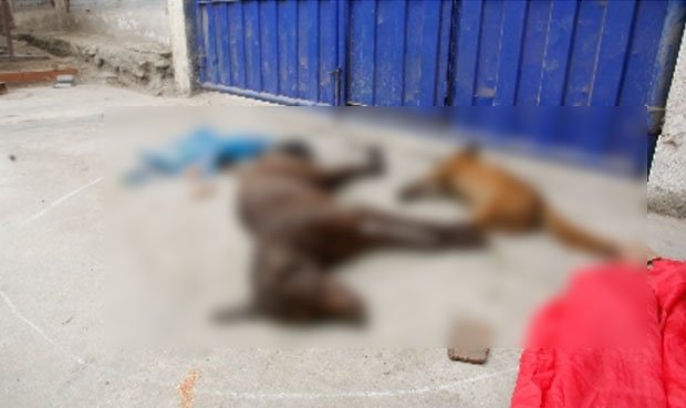 larepublica_pe's tweet photo. Crean petición para detener matanza de perros en Arequipa ► https://t.co/FgzcjCSFJf https://t.co/krB4rYANqT