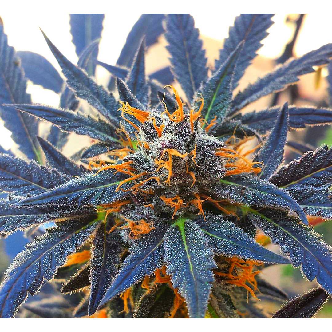 highlosangeles's tweet photo. #weedporn https://t.co/UP5QcyLh8J