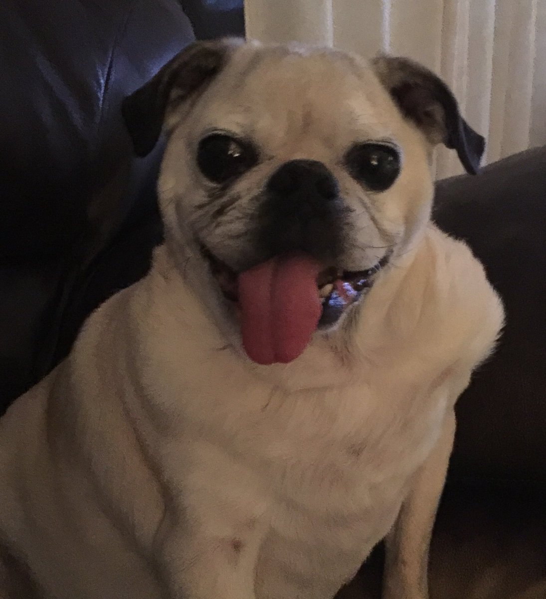 It's never too late for #tot #tongueouttuesday #tongue #tongueouteveryday #pugaholic #dontshopadopt #pugster #nddog #gipper #seniordog