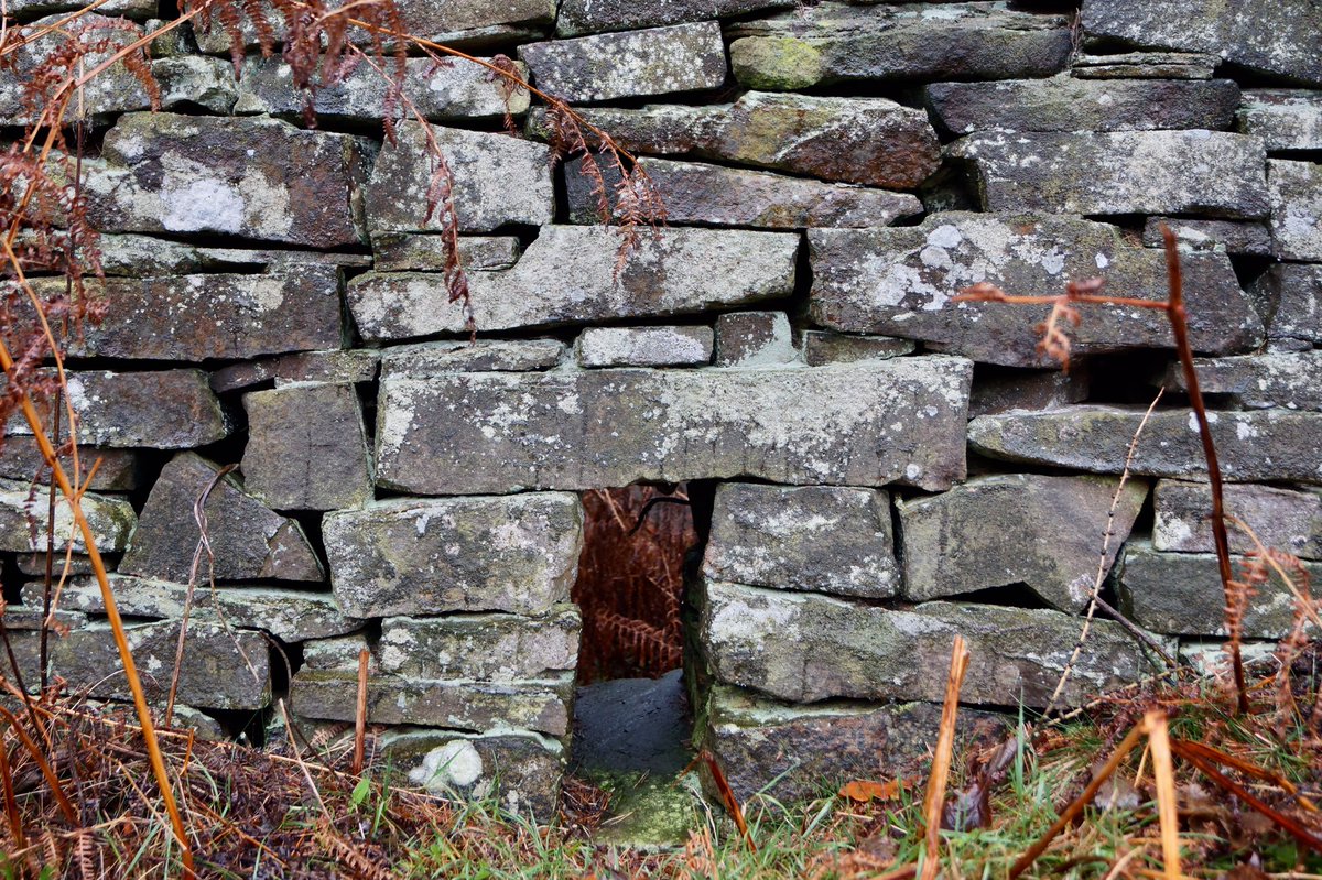 NorthleesBill's tweet photo. Two unusual 'creeps' in drystone Wall, @northlees thought to be to catch rabbits? https://t.co/rtRXQLZGde
