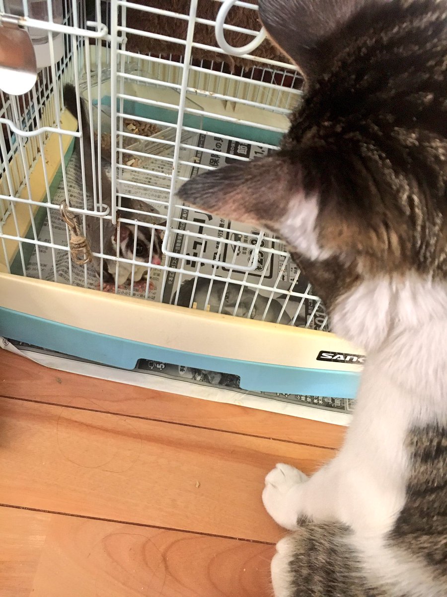 mocoa__'s tweet photo. 久々に実家に帰って
mocoaに会ってきました♡ https://t.co/knc3xKvPdM