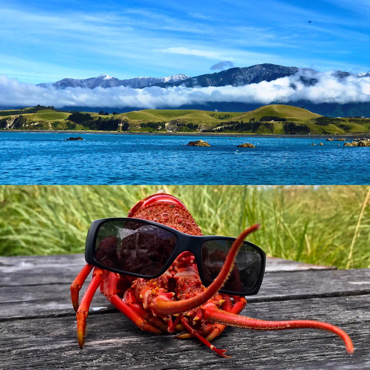 PhilKeoghan's tweet photo. Support the people of #Kaikoura ... make a visit #openforbusiness @WWKaikoura @WingsOverWhales @Christchurch_NZ @PureNewZealand @FlyAirNZ https://t.co/QgQbFkeXMO