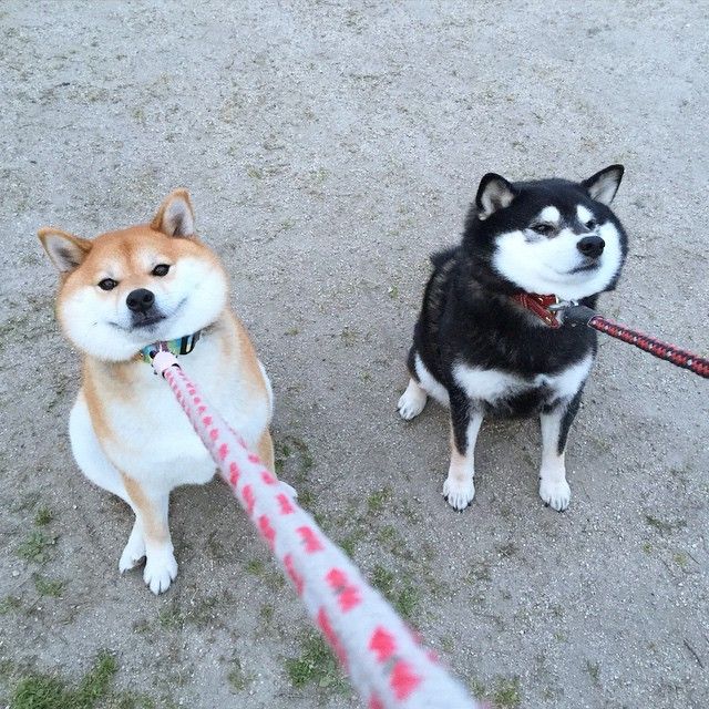 あきらてんちょう 柴犬の拒否体制好き