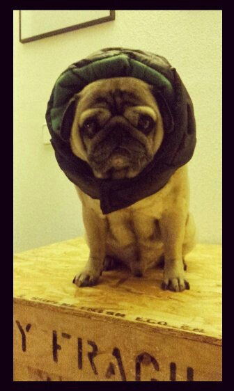 FranLara__'s tweet photo. #BuenísimosDías, #Siberianos !!

 #PapiPug🐶 #HaveANiceDay https://t.co/VxncVBufsx
