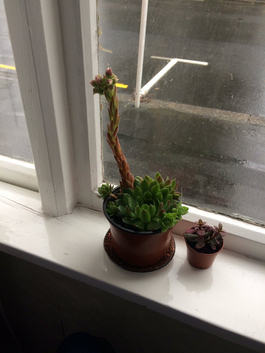 ACBarker21's tweet photo. New addition to my postgrad cacti and succulent family. @MayaAliceTurner We will have to find a new masters stress purchase item 😯 https://t.co/WHRJWvyveu