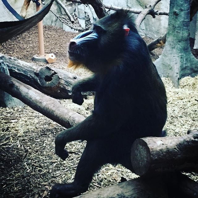W_K_band's tweet photo. Shhhhh we are chillin out for a bit… See you soon #isthisjoshorrick #hairybeast https://t.co/awOxdldeuS https://t.co/UsSEoklS6w