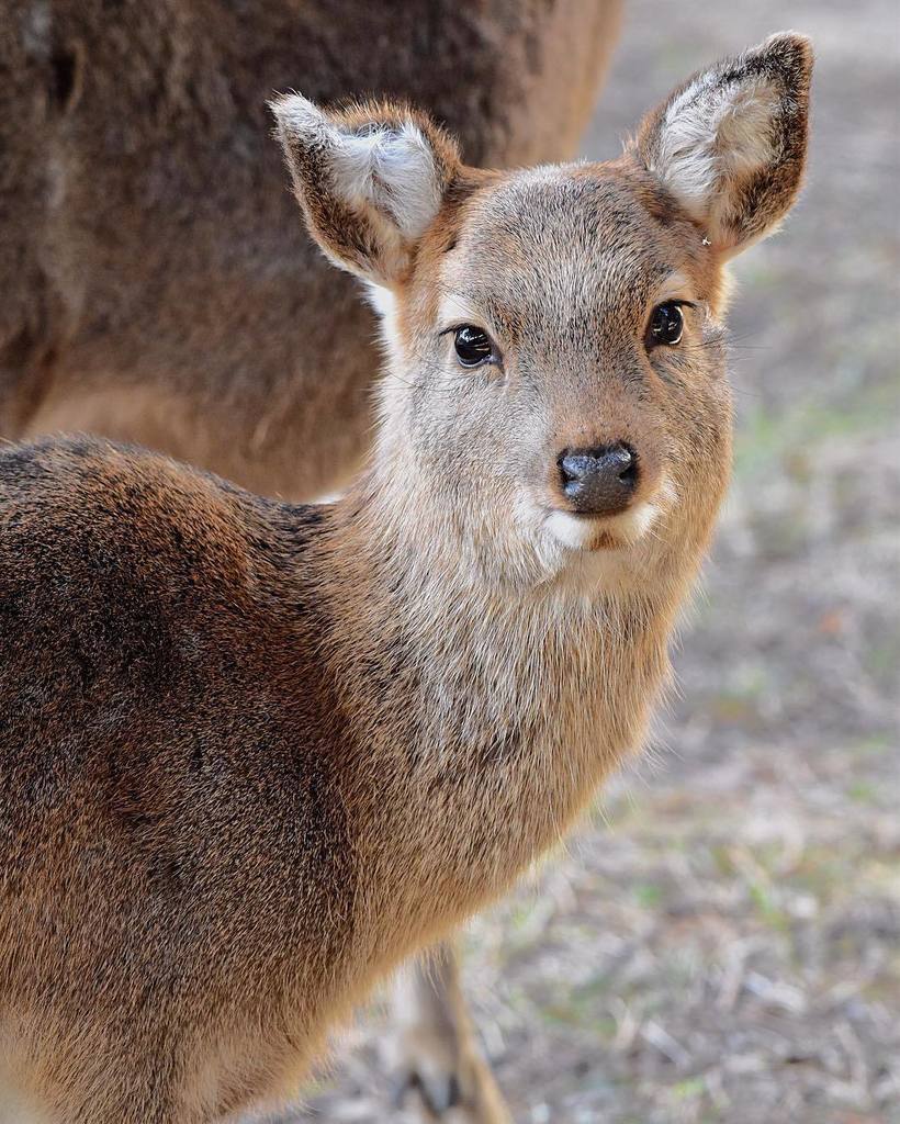 公式 奥州 仙台おもてなし集団 伊達武将隊 鹿の島 金華山 黄金山神社 鹿 バンビ 石巻 牡鹿半島 パワースポット 宮城 霊場 島 動物 野生動物 伊達武将隊 バスツアー Deer Wilda T Co Wj37qhspx6 T Co Nhg6kffd Twitter