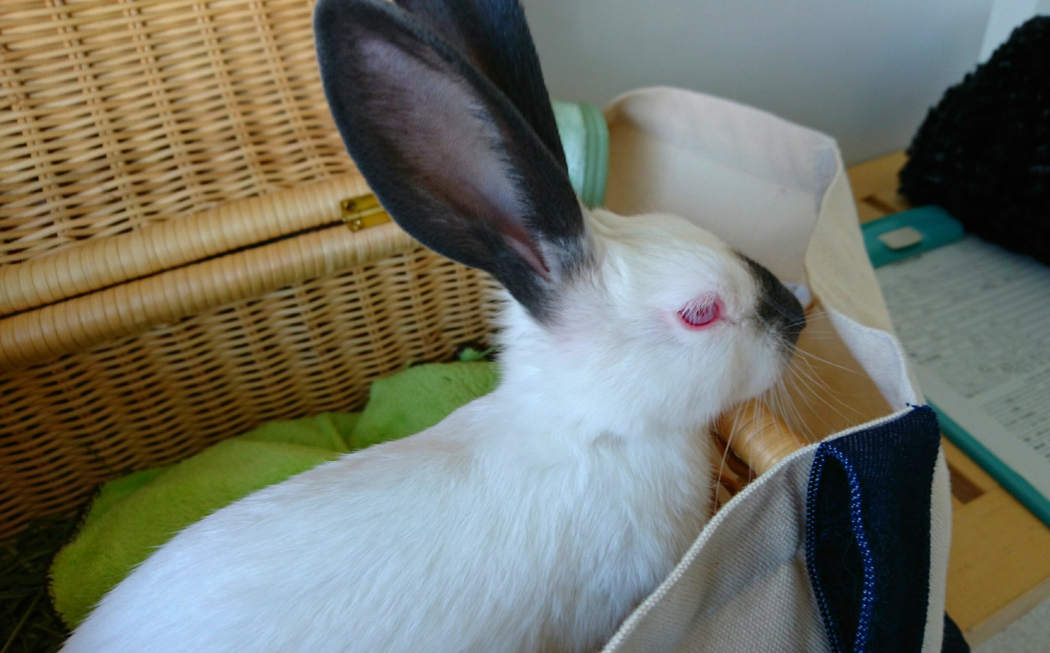 盲腸便 Twitter Search Twitter