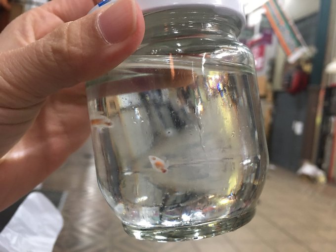 クリオネの餌ってスーパーで売ってるの 食用も存在するけど食べてる人は Mixup