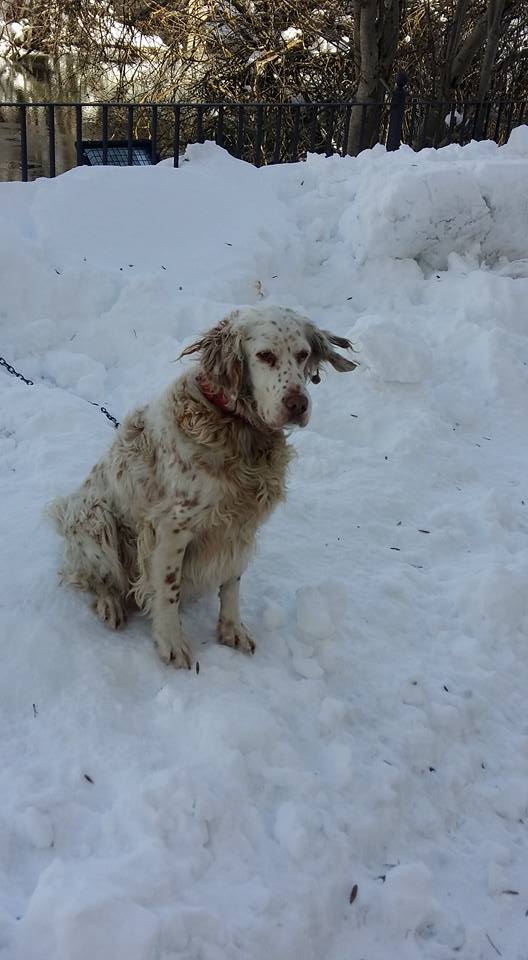 Garrosa's tweet photo. No vayan nunca al HOTEL TRES PICOS (Eriste, Huesca). Tienen a su perra atada y en la calle a -5 grados. Dicen que ahí está bien. https://t.co/HhetFu6hE8