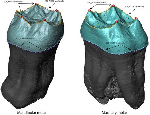 jjhublin's tweet image. Our new paper on #Neandertal molar anatomy and its evolutionary trends is now on line:
sciencedirect.com/science/articl…
