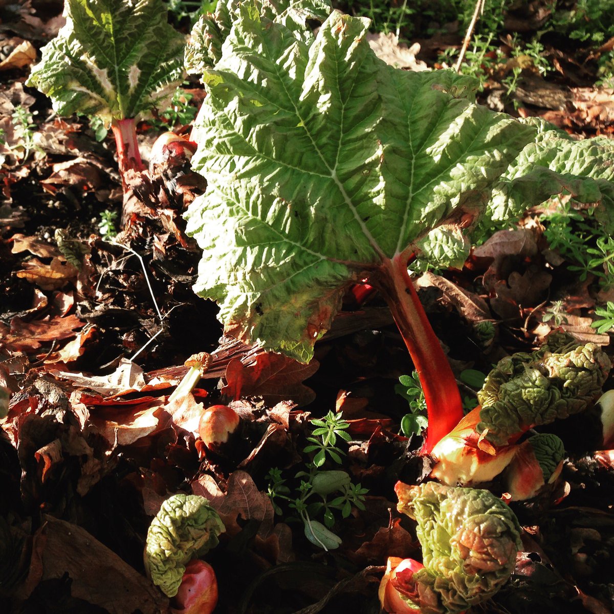 BumbleesX's tweet photo. Spot of gardening #Rhubarb racing away, dreaming of crumble, oh &amp; Jam too of course  😉 #Artisan #Preserves #MadeByMe #NotAFactory #Somerset https://t.co/CdM9TtVOKp