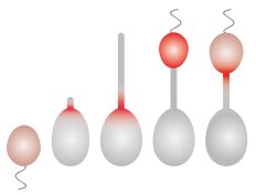 ThanbichlerLab's tweet photo. Our latest paper on the stalked budding bacterium Hyphomonas neptunium is now online at Molecular Microbiology! https://t.co/SLornMOcFM https://t.co/lPQsCWhUpv
