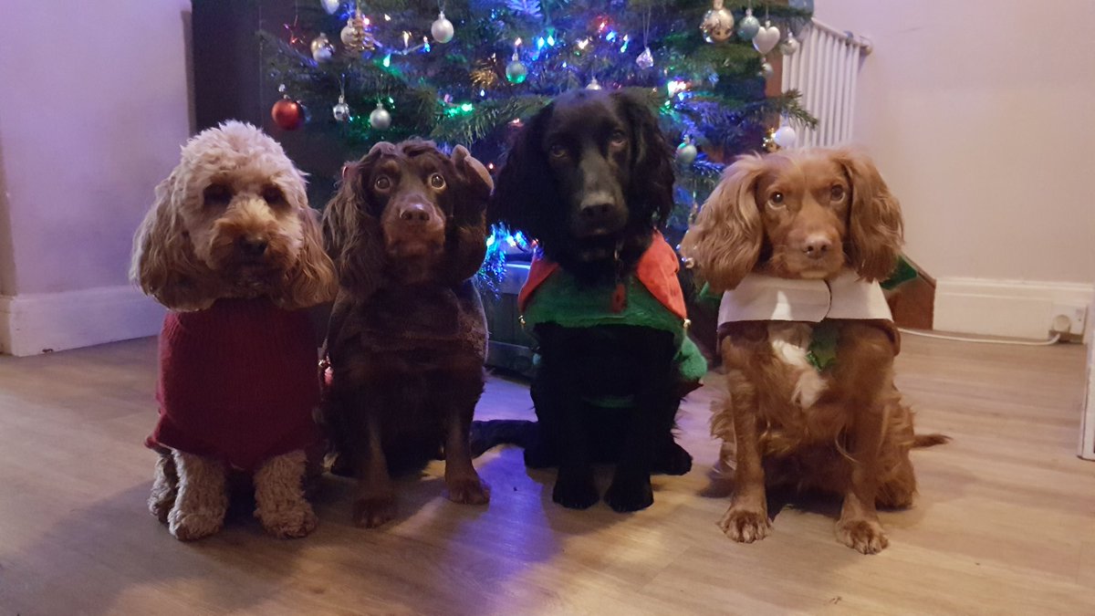 County Pet Services tweet media