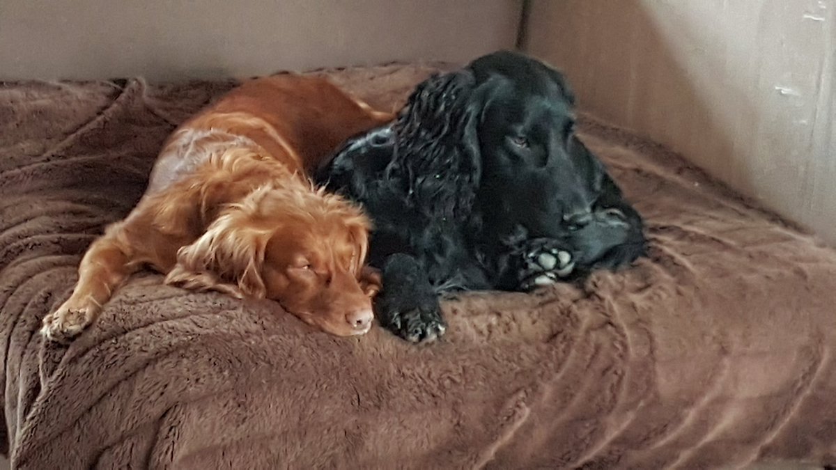 County Pet Services tweet media