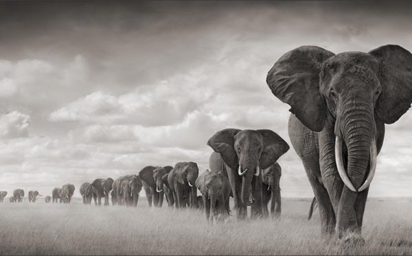 Nick Brandt - 9 photographies iconiques: 9 photographies iconiques... | #photographes photographes.tv/Nick-Brandt-9-…