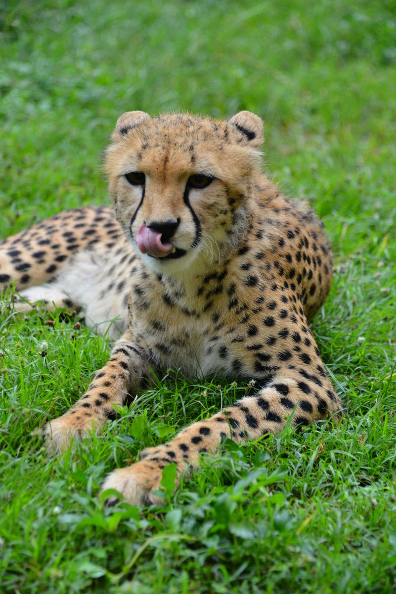 UWEC_EntebbeZoo's tweet photo. QN: On average,how many spots does a cheetah have?
ANS: 2000-3000 spots!
#cheetahs at @UWEC_EntebbeZoo 
#racingextinction #saveTheCheetah https://t.co/VtjVUOhQIA