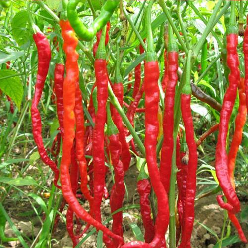 Who fancies a little chilli contest <a href="/MalvernShow/">Raleigh SEO Expert</a> <a href="/ShropsSeaweed/">The Shropshire Seaweed Co.</a> <a href="/DaleToten/">StonVeg</a> <a href="/NutGrowSystems/">Nutriculture</a> #chillitime #chillichallenge @autopot_global