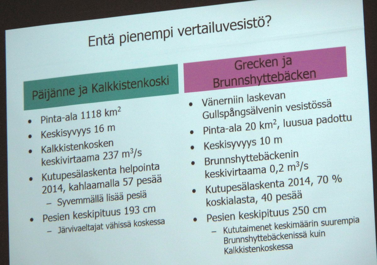 Jukka Syrjänen: Ruotsissa pieni vesistö voi tuottaa saman verran luontaista #taimen'ta kuin iso alue Suomessa. #nailonverkotus #Päijänne