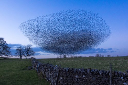 Ever wondered why starlings flock in massive, swirling groups? Bristol scientists have come up with a new theory - ow.ly/A7fz3086RQ7