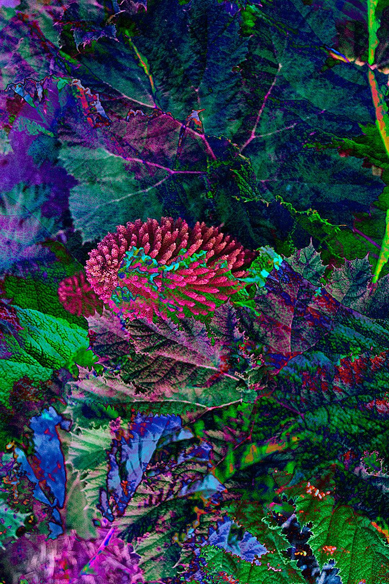HjOffice's tweet photo. HJ LINDEN NEW Pictures GUNNERA https://t.co/pgC8IBqmSn