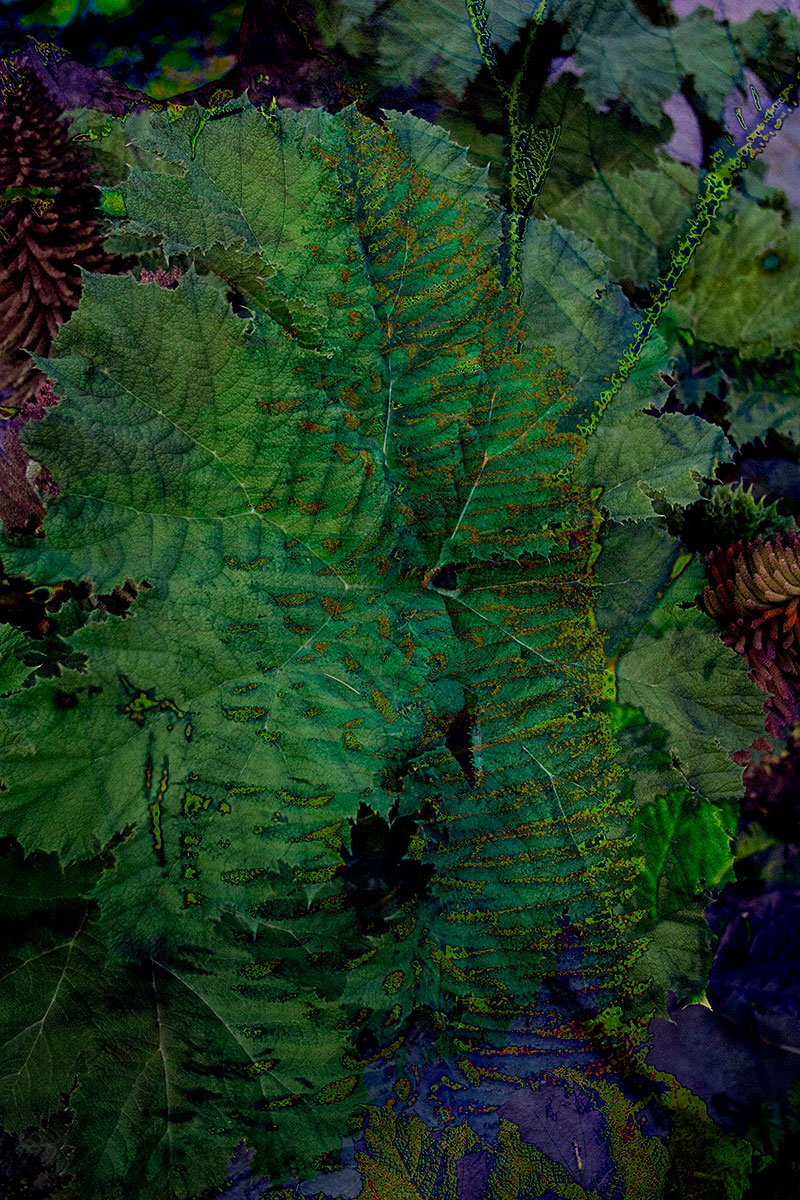HjOffice's tweet photo. HJ LINDEN NEW Pictures GUNNERA https://t.co/pgC8IBqmSn