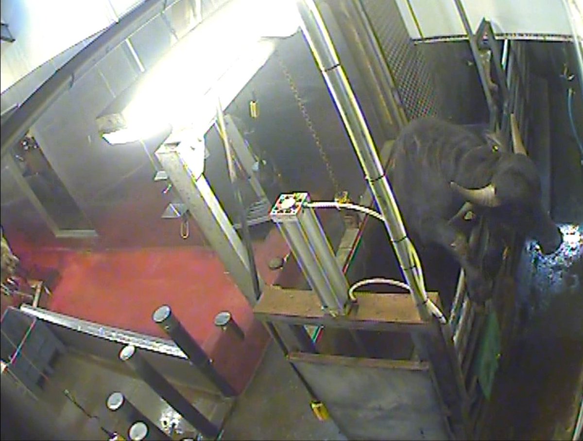 AnimalAid's tweet photo. Scandal: Nightmarish scenes uncovered in UK slaughterhouse - 10th to be filmed breaking the law https://t.co/LRSiaZqTIM https://t.co/rr4RR0XyQe