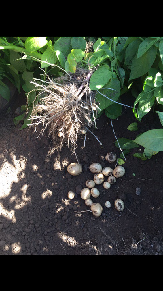 dan_potatoes's tweet image. #potatoes coming along nicely, @AlltechCropSci @fry_anna32 @SoilWealth @