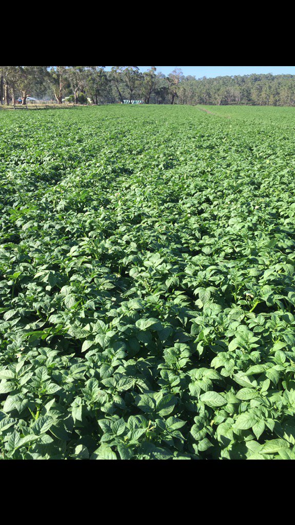 dan_potatoes's tweet image. #potatoes coming along nicely, @AlltechCropSci @fry_anna32 @SoilWealth @