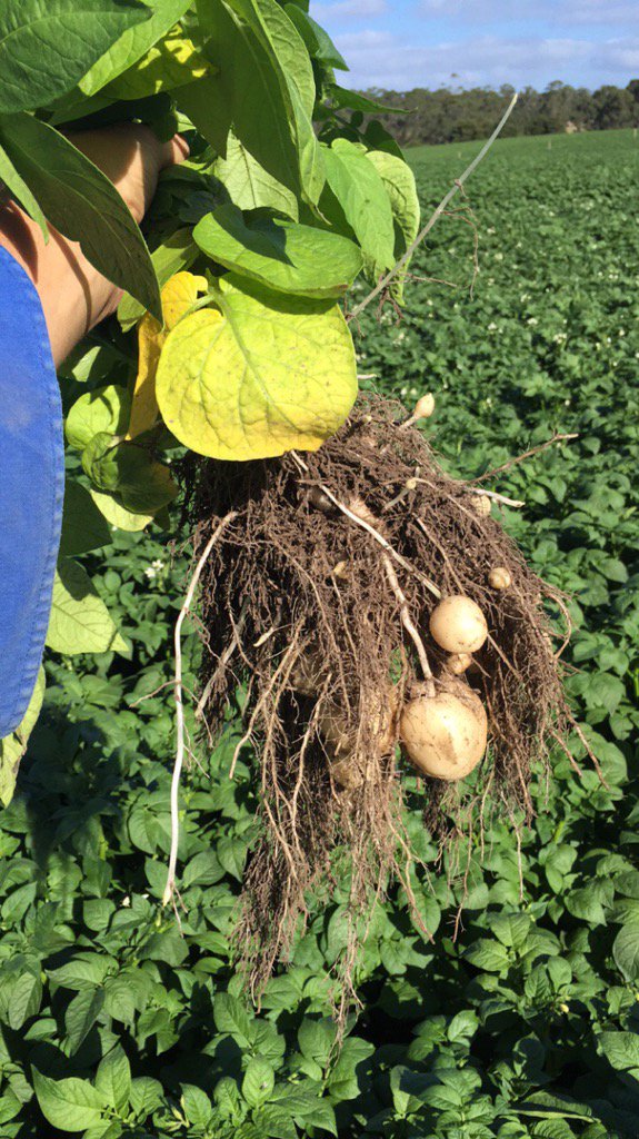 dan_potatoes's tweet image. #potatoes coming along nicely, @AlltechCropSci @fry_anna32 @SoilWealth @