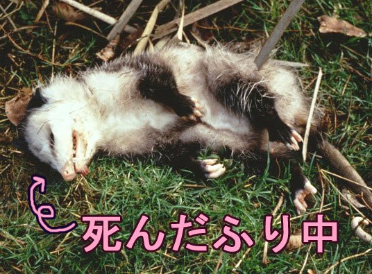シャーの動物図鑑 V Twitter オポッサムは死んだふりが上手 北アメリカに住んでいるキタオポッサムは 敵におそわれると死んだふりをします しかも かまれても反応しないうえに 死体のようにくさったにおいまで出します シャー食欲がすぐ無くなりそう オポッサム シャーの動物図鑑 V Twitter オポッサムは死んだふりが上手 北アメリカに住んでいるキタオポッサムは 敵におそわれると死んだふりをします しかも かまれても反応しないうえに 死体のようにくさったにおいまで出します シャー食欲がすぐ無くなりそう オポッサム