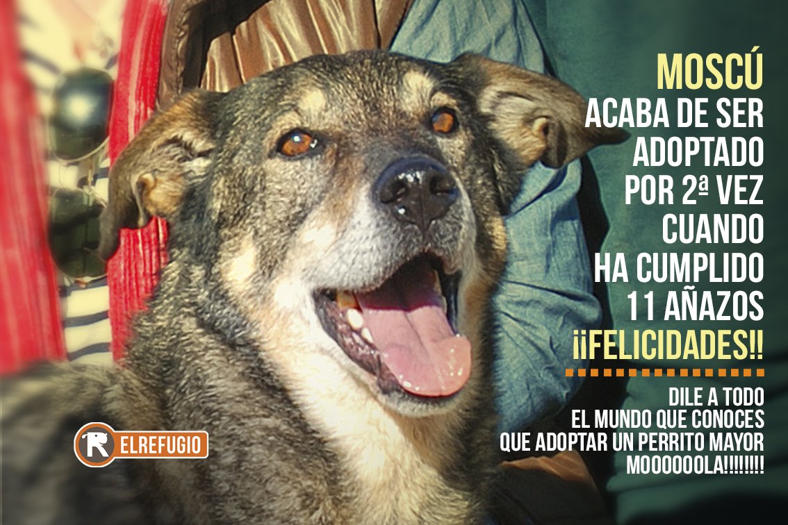el_refugio's tweet photo. Qué mejor regalo de cumpleaños
que UNA FAMILIA!! #hashadopt
Conoce aquí la historia
del perrito MOSCÚ: https://t.co/m8nPMAL0AQ https://t.co/qol9B7R52W