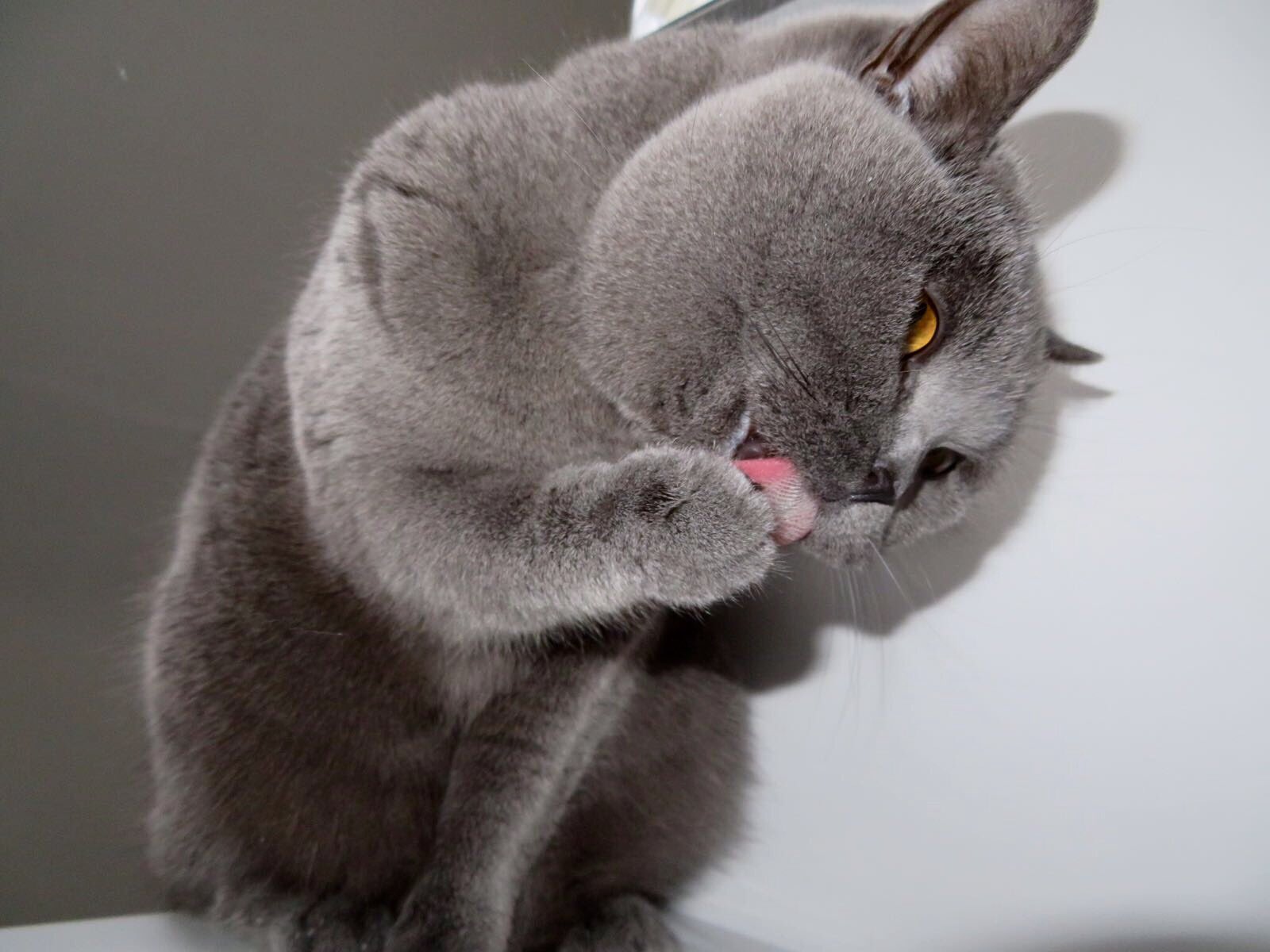british shorthair furminator