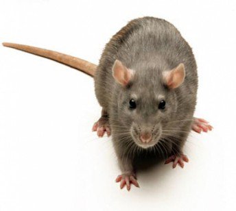 askmrmorpheus's tweet photo. #Didyouknow rats breed so quickly that in just 18 months, 2 rats could have created over 1 million relatives! #rats #rodents #breeding #pest https://t.co/W1fobtgenx