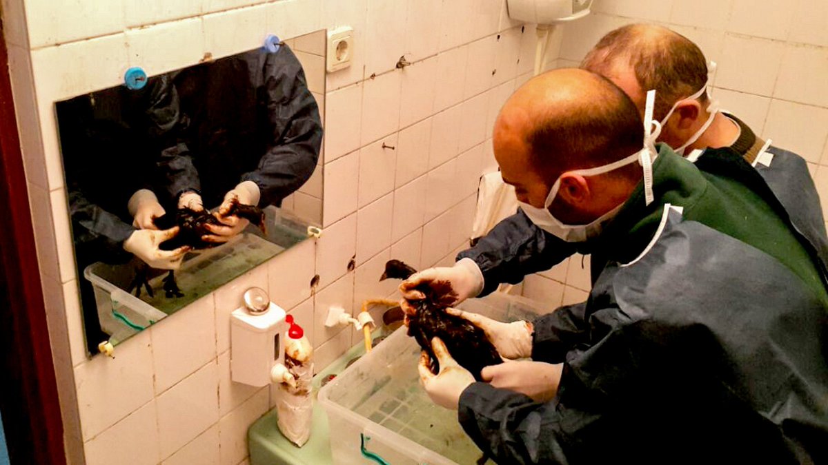 Kocaeli fuel oil sızıntısı biyoçeşitliliği tehdit ediyor. Koruma Koordinatörümüz Levent Erkol durumu değerlendirdi:
dogadernegi.org/kocaeli-sizint…