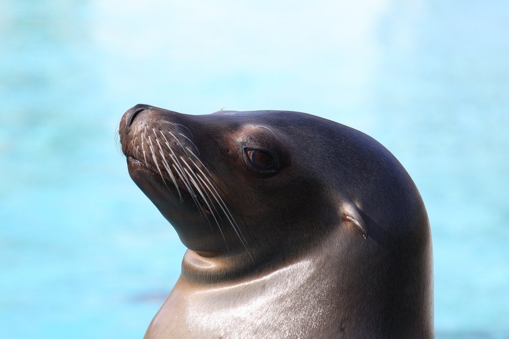 oceana's tweet photo. When your morning alarm is just out of reach https://t.co/ztPJ3WNPxF