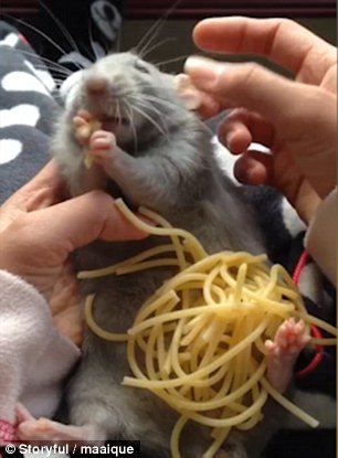 DailyMail's tweet photo. Chubby rat is in total bliss when he is buried in spaghetti https://t.co/OwQ7Z3ntuL https://t.co/XpaQeSkNjL