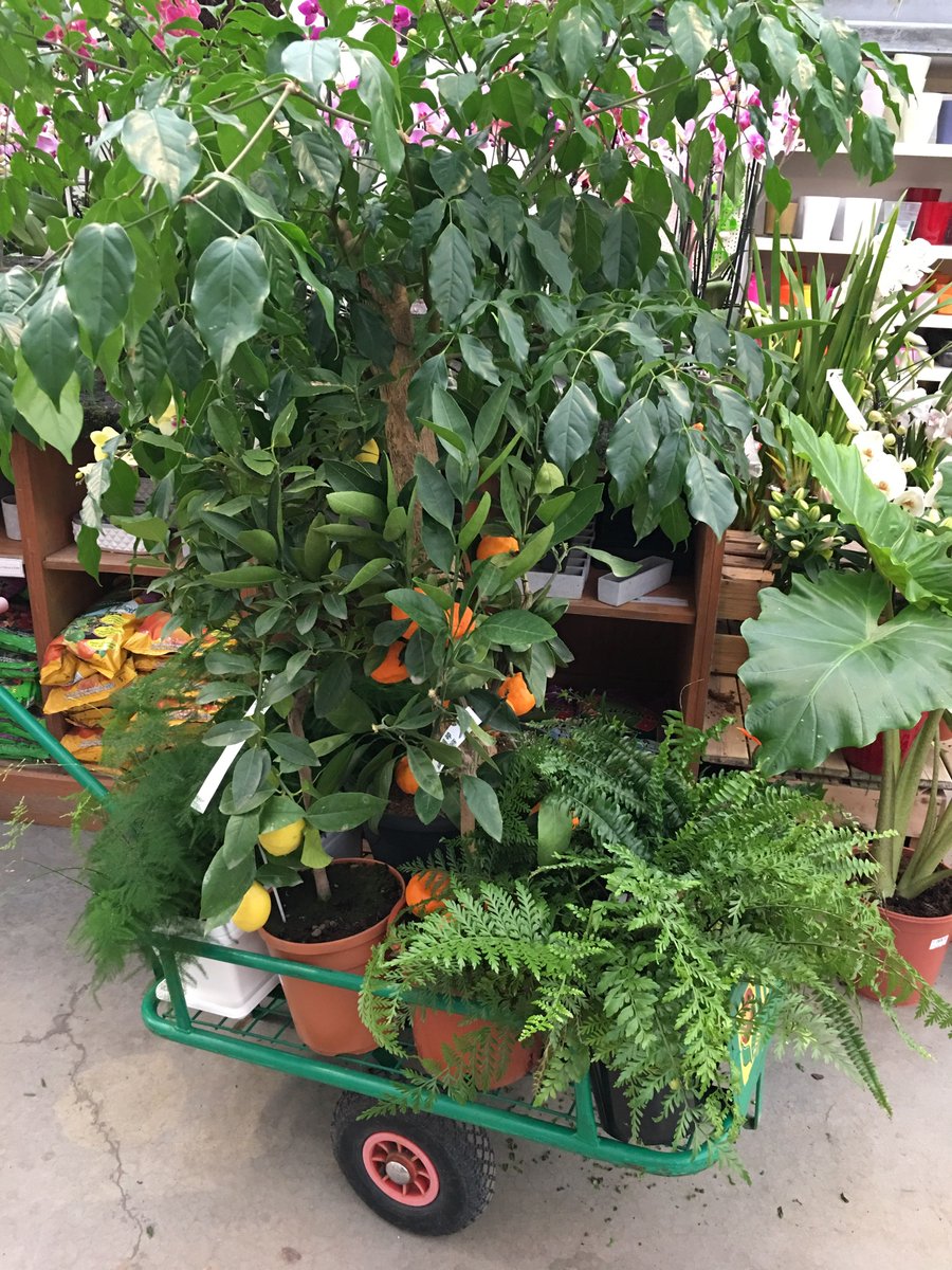 WaldenProjectBE's tweet photo. We prepare wild #plants &amp; #Edible for our current setup at #Creatis a co-working space in the #IngArtCenter ☘️ https://t.co/GeYV4s7JGI