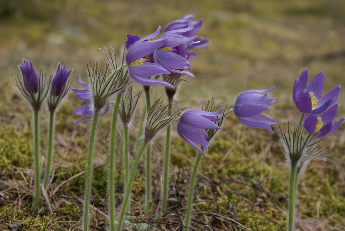 Ar milzīgu prieku laižam klajā ES aizsargājamo biotopu augu noteicēju! Noderēs ekspertam, noderēs dabas mīļotājam! ldf.lv/lv/publikacijas