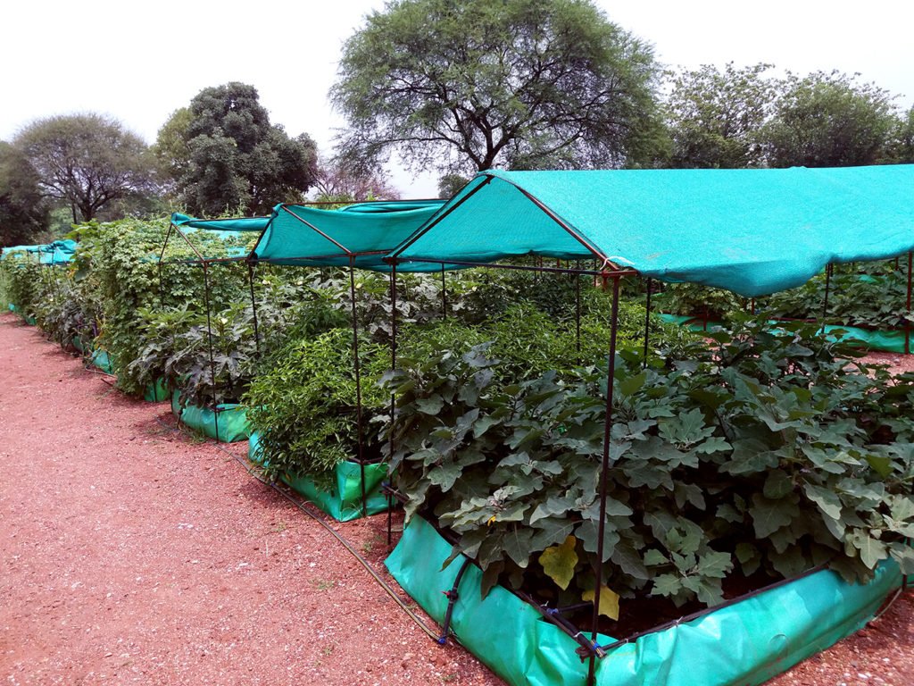Orgeonics_Roof's tweet photo. Harvest fresh cancer free #organic food from your #rooffarm & save your #health.
Call: +91-89688-17797
https://t.co/mqDIFCRTvy https://t.co/UpbjYZLG3S