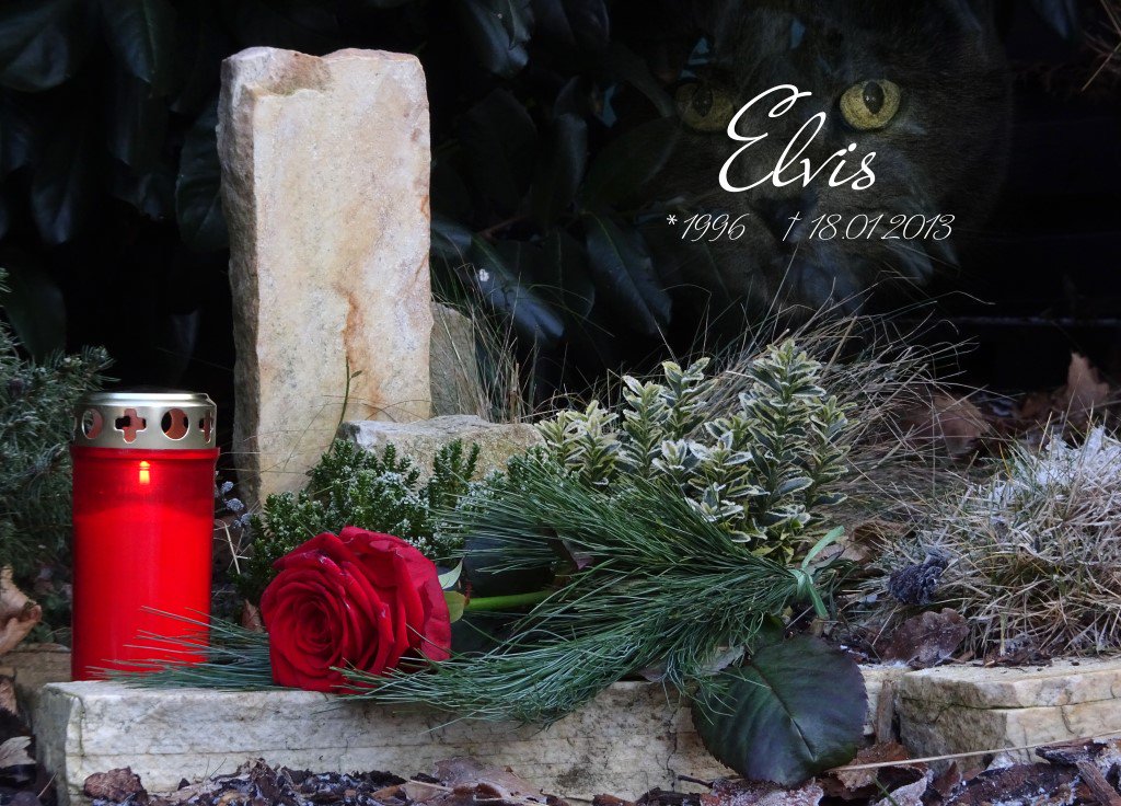 Vier Jahre  schon ohne dich. 😢 Ich vermisse dich sehr, mein Ellilein. 💔