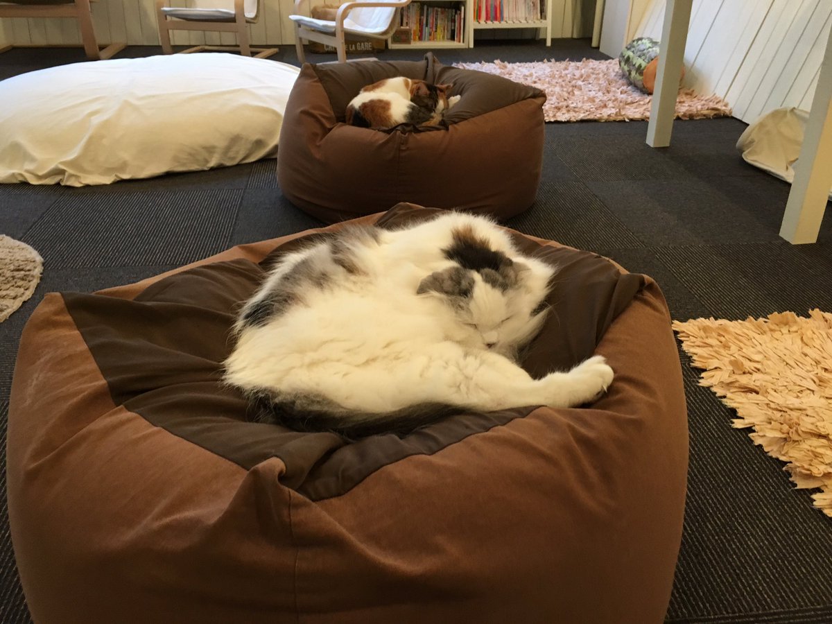 五十嵐健太 飛び猫 در توییتر 人をダメにするソファ 猫をダメにするソファ 猫家 五十嵐健太 飛び猫 در توییتر 人をダメにするソファ 猫をダメにするソファ 猫家