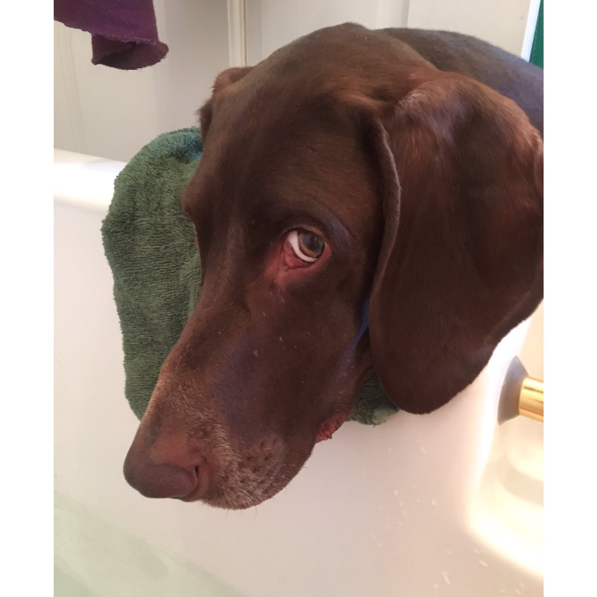 CellosCorner's tweet photo. 🛀🏻When you are trying to take a relaxing bath, but there's a creeper at your bathtub... 👀{❤️Lager} #gspproblems #noprivacy https://t.co/wBvaDK54EV