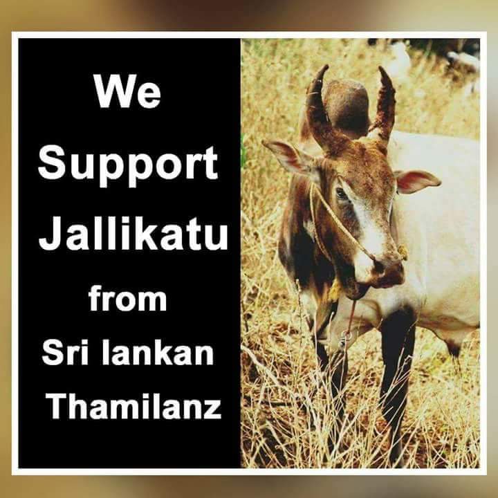 sterinagac's tweet photo. #SaveOurCultureJALLIKATTU https://t.co/FXJflnS9eE