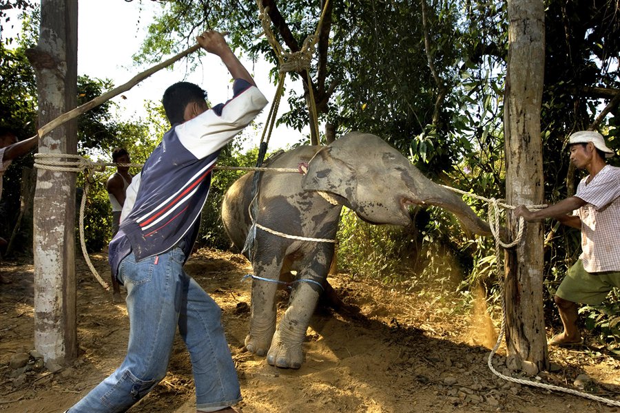 Yangoliatko_'s tweet image. This is how baby elephants r tortured into submission so that tourists can ride on them! #Animalcruelty #OpElephant