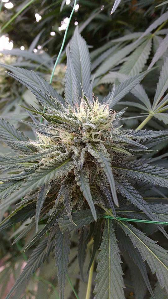 AbsolutOrganics's tweet photo. Frosty😍
#absolutorganics #Mendoseeds #mendotech #dank #420 #peninsuladelivery #bayareadelivery #sungrown #pesticidefree #gotdank? https://t.co/eOxNnprVOr