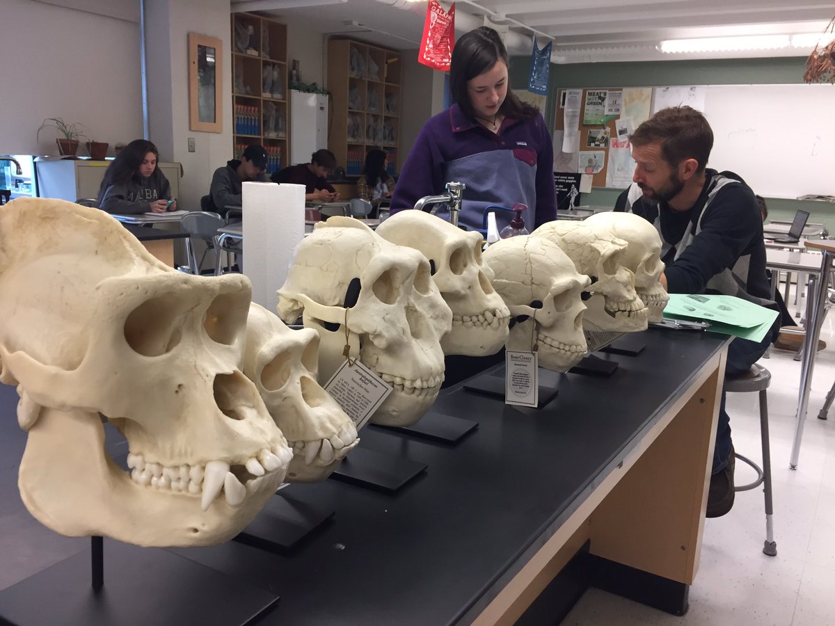 eghsscience's tweet photo. Great primate skull &amp; evolution project going on in Mr Wren's biology classes courtesy of #EGEF #eghsmatters https://t.co/ME8KBGT2If