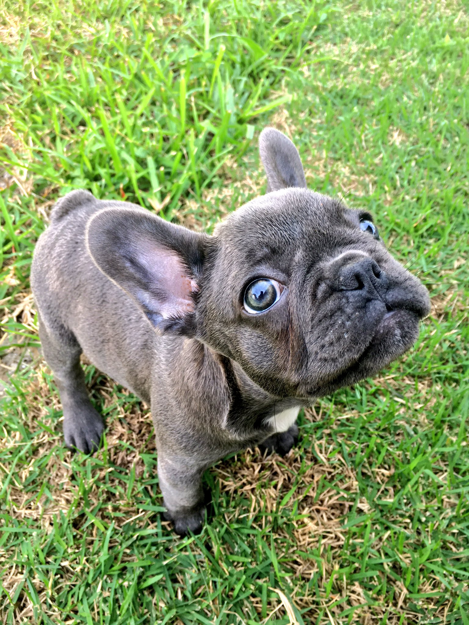 Flawless frenchies cheap