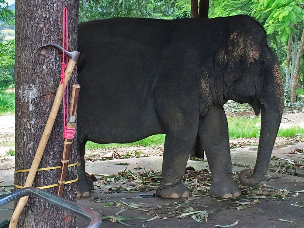 anikasleem's tweet image. Most people participating in elephant tourism in Thailand are unaware of how terrible they are treated #OpElephant