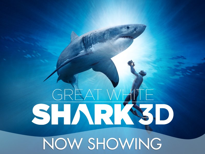 MoodyGardens's tweet photo. Great White Shark... "Is it the monster we've imagined it to be?!" See it on the biggest screen in TX in the #MG3D! https://t.co/LdwHreQ6hS https://t.co/RDP59mY2rH